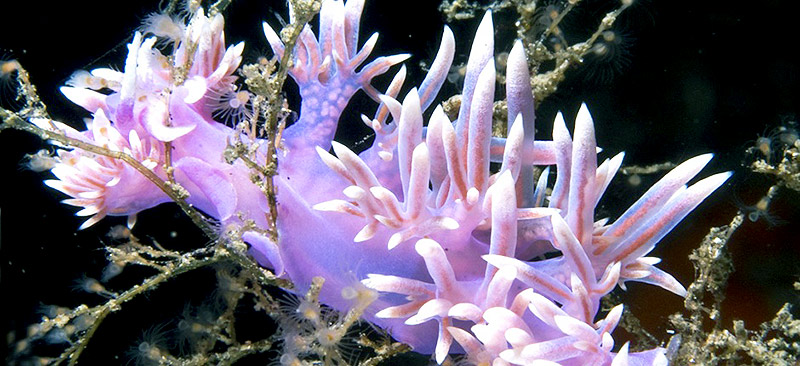 Veril de Playa Chica